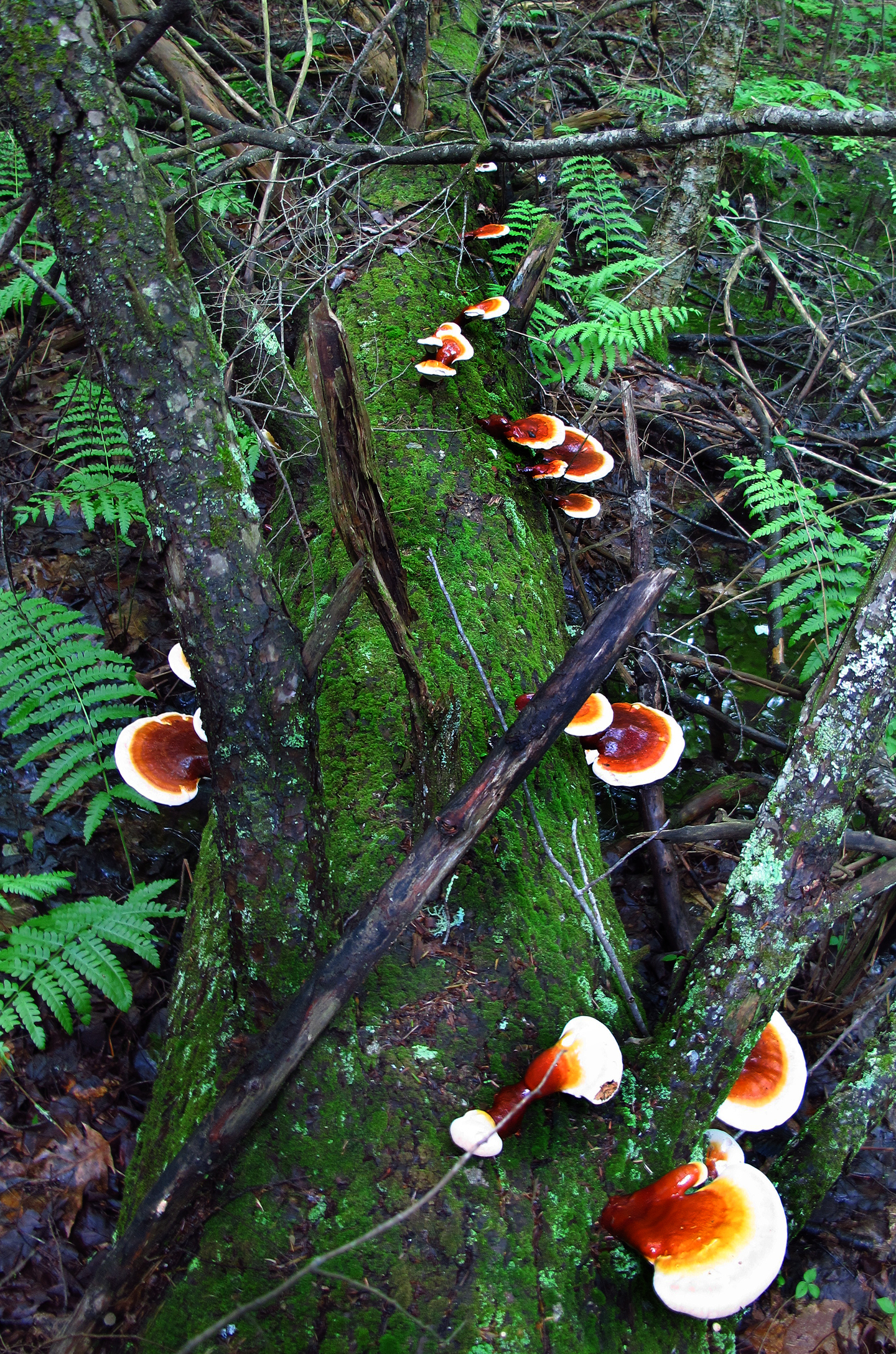 Reishi Lingzhi Ganoderma Tsugae Ganoderma Lucidum Mushroom 3092